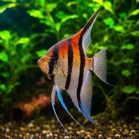 Altum Angelfish - Wild