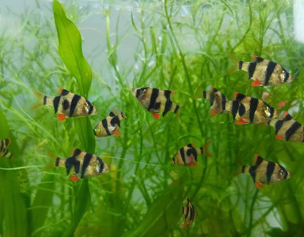 Tiger Barb