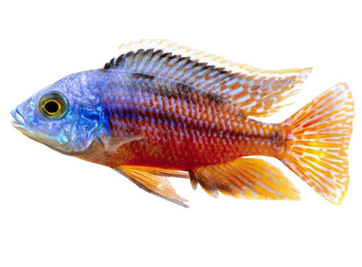 Cichlid - Red Empress
