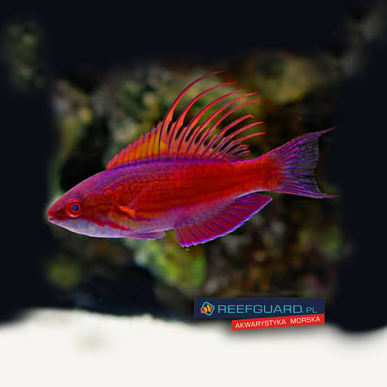 Blue Flasher Wrasse