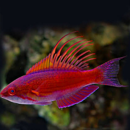Blue Flasher Wrasse