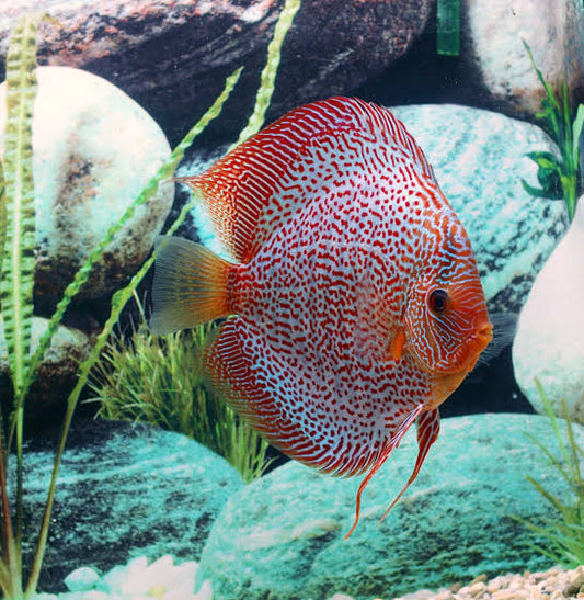 Discus - Leopard Snakeskin Discus 6"