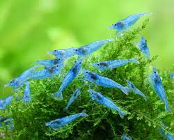Blue Jelly Shrimp - Locally Bred