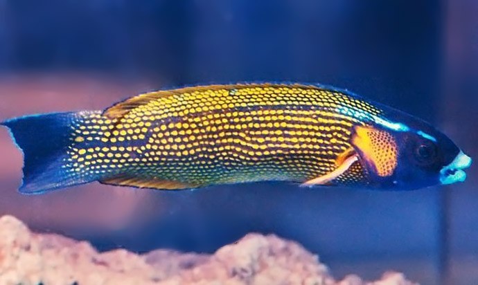 Comet Wrasse