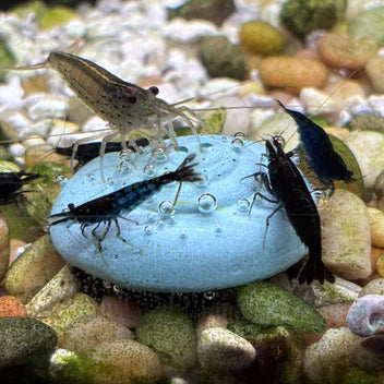 Easy Shrimp and Snail Shells - Bulk sold Ea (1)