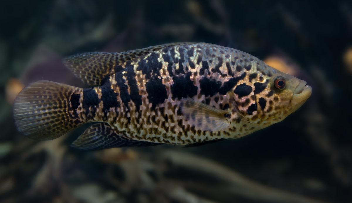 Cichlid - Jaguar Managuense – Wet Pets Aquatics