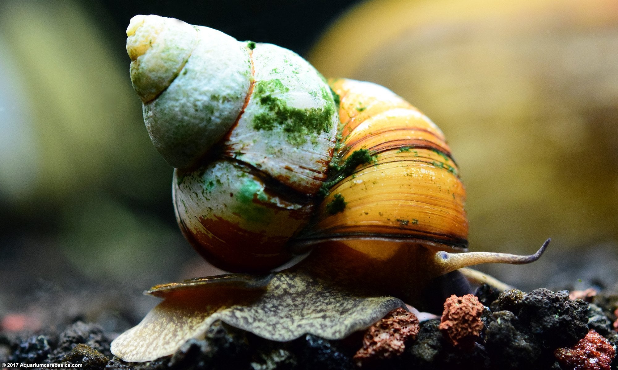 Japanese Racing Snail Japanese Trapdoor Snail – Wet Pets Aquatics