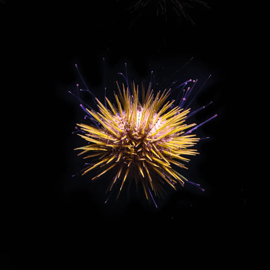 Jewel Urchin - Biota