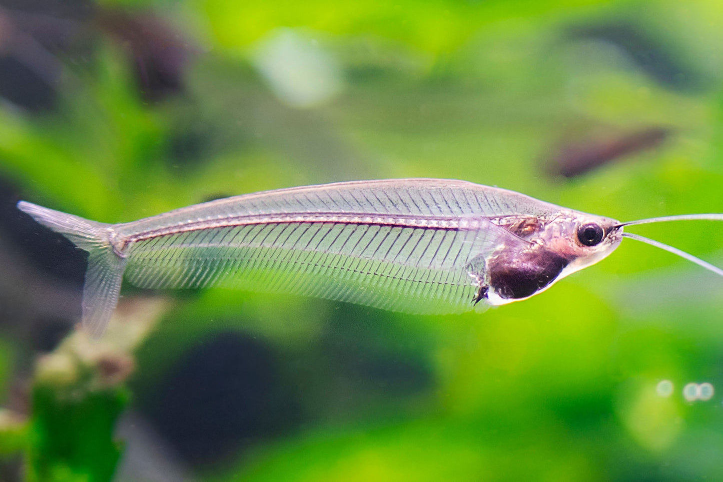 Glass Catfish