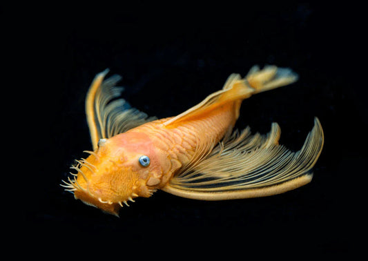 Blue-Eyed Lemon Bristlenose Pleco