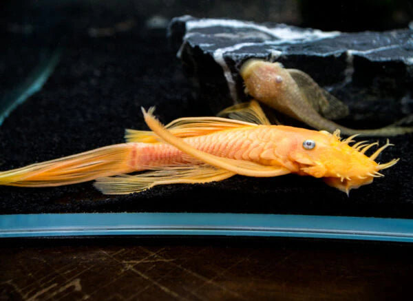Blue-Eyed Lemon Bristlenose Pleco