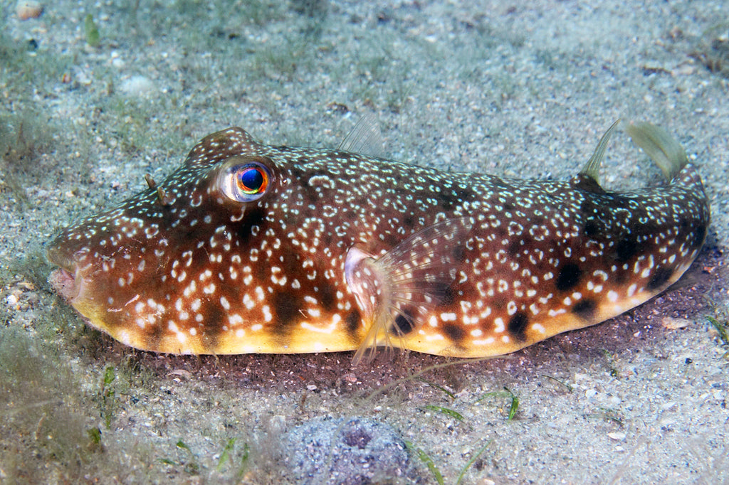 Southern Puffer