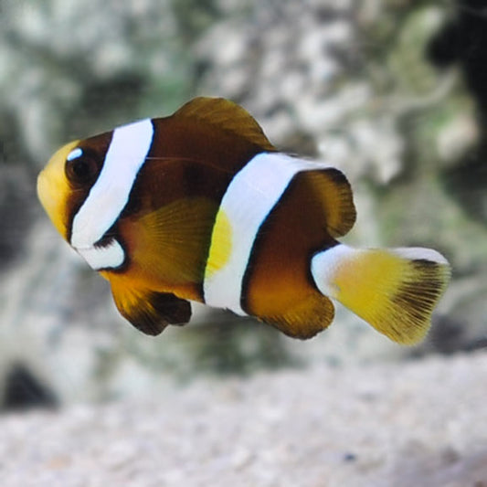 Black Pearl Clarkii - Tank Raised