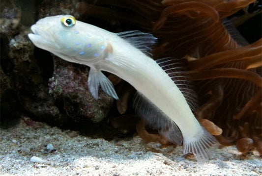 Blue Dot Sleeper Goby