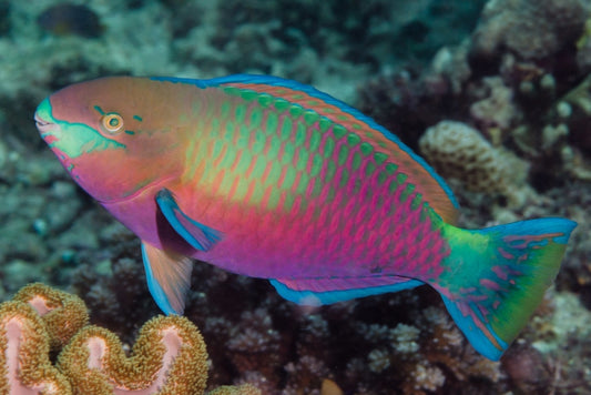 Quoy's Parrotfish