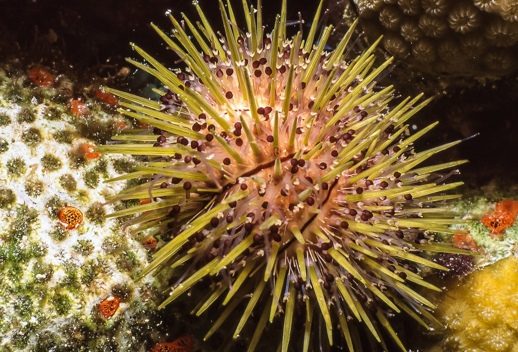 Jewel Urchin - Biota