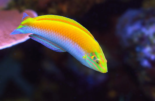 Canarytop Wrasse (White Belly)