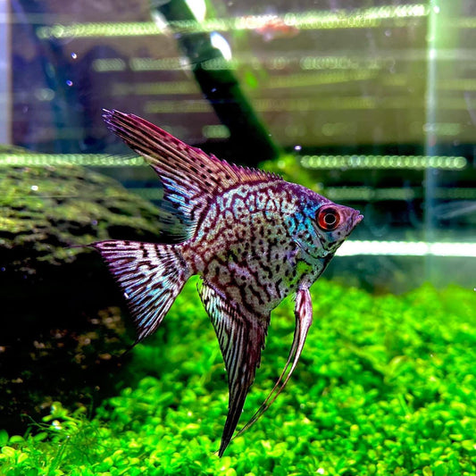 Leopard Angelfish