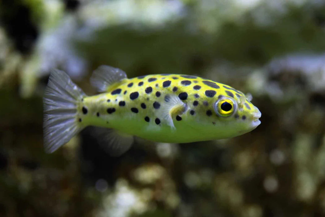 Green Spotted Puffer (Leopard)