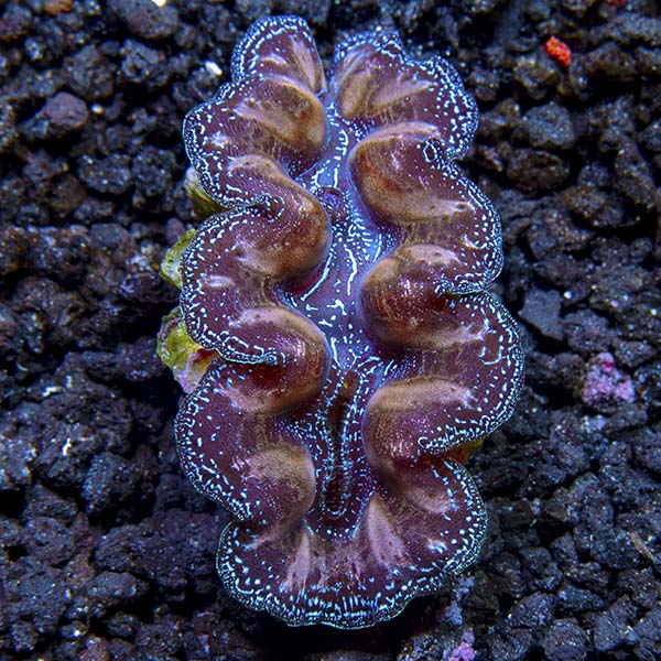 Crocea Clam - First Grade Biota Aquacultured