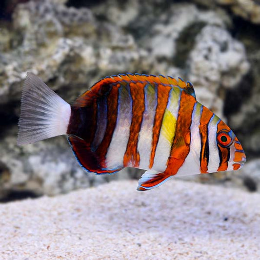 Harlequin Tusk Wrasse
