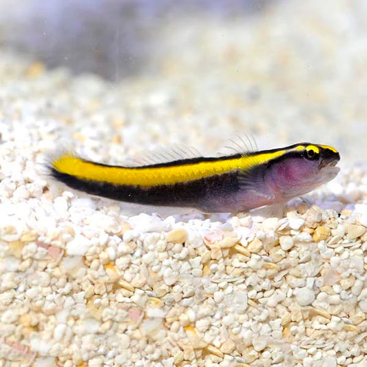Gold Stripe Neon Goby