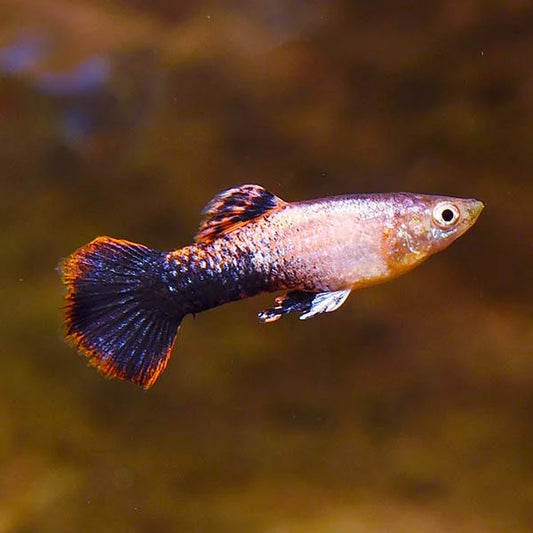 Pink Tuxedo Guppy - Male