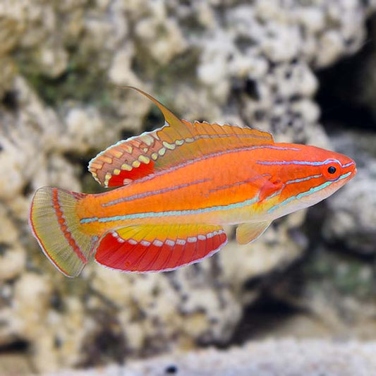 McCoskers Flasher Wrasse