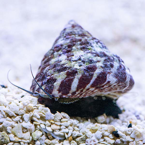 Red Stripe Trochus Snail