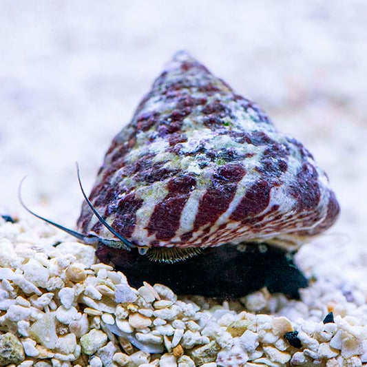Red Stripe Trochus Snail