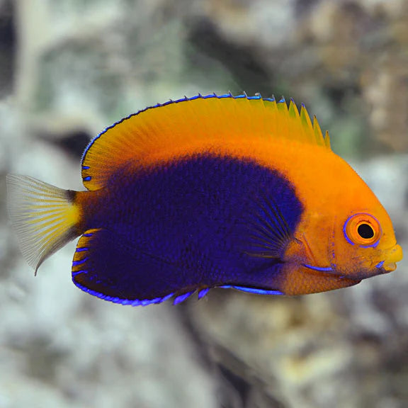 Pygmy Flameback Angelfish