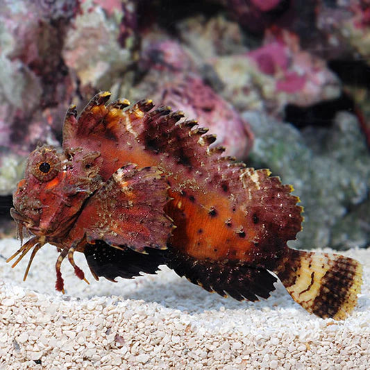 Colored Scorpionfish