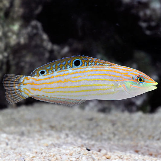 Adorned Lined Wrasse