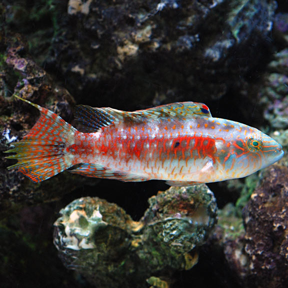 Two Spot Wrasse - Fiji