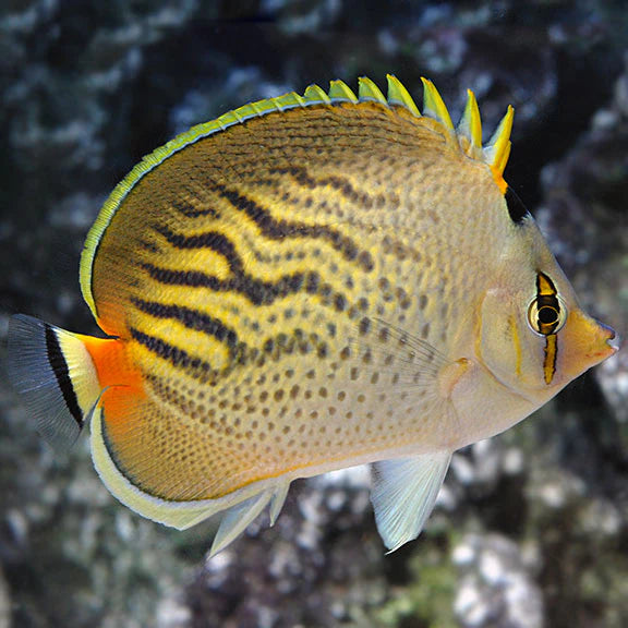 Pelewensis Butterflyfish / Sunset Butterflyfish