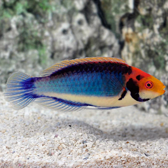 Solorensis Red Head Fairy Wrasse