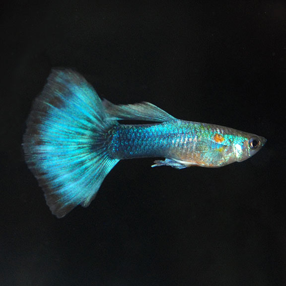 Neon Blue Guppy - Male