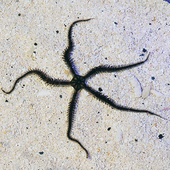 Black Brittle Starfish