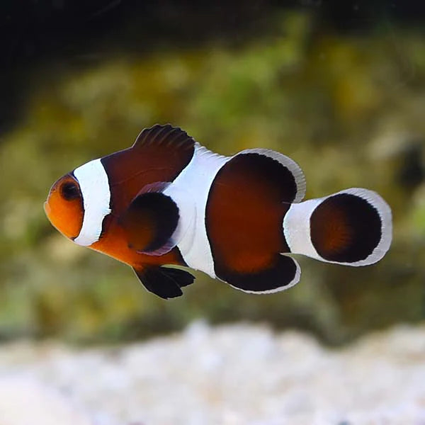 Misbar Ocellaris Mocha Clownfish