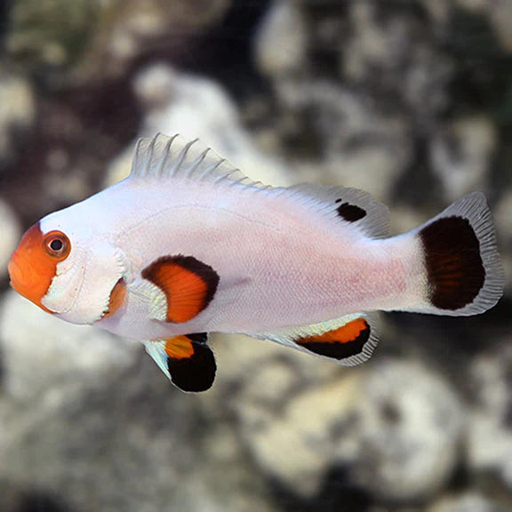 Wyoming White Clownfish - Tank Raised