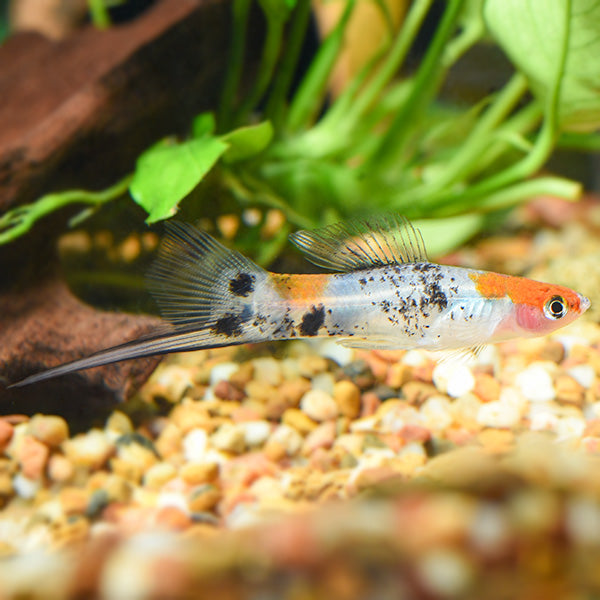 Tricolor Koi Swordtail
