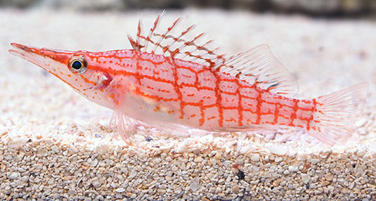 Longnose Hawkfish