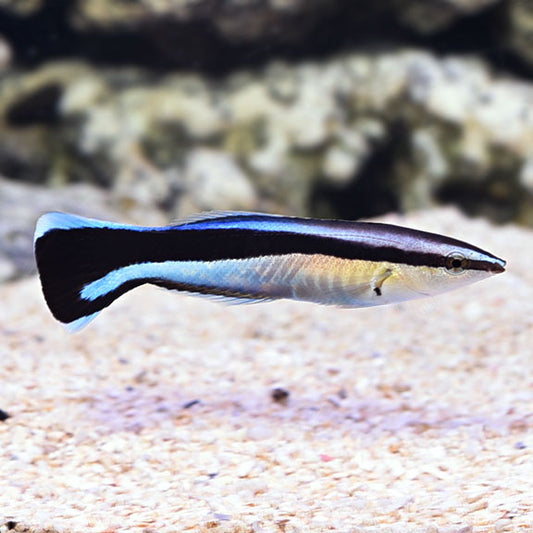 Cleaner Wrasse - Blue Streak