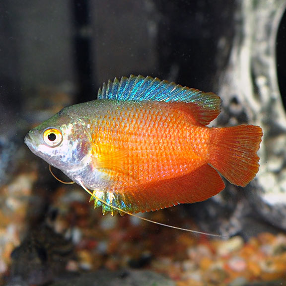 Assorted Fancy Dwarf Gourami - Male