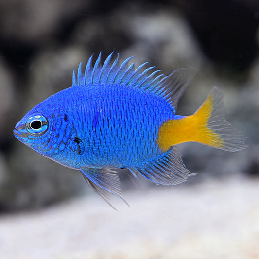 Yellowtail Blue Damsel