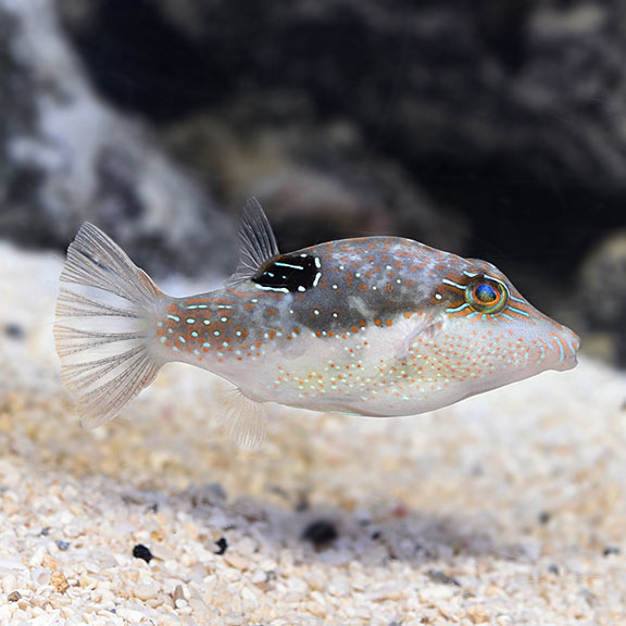 Sharpnose Puffer Atlantic