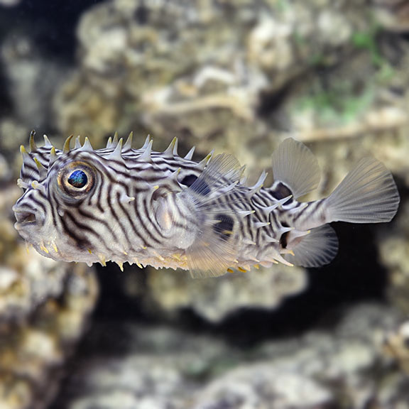 Spiny Box Puffer