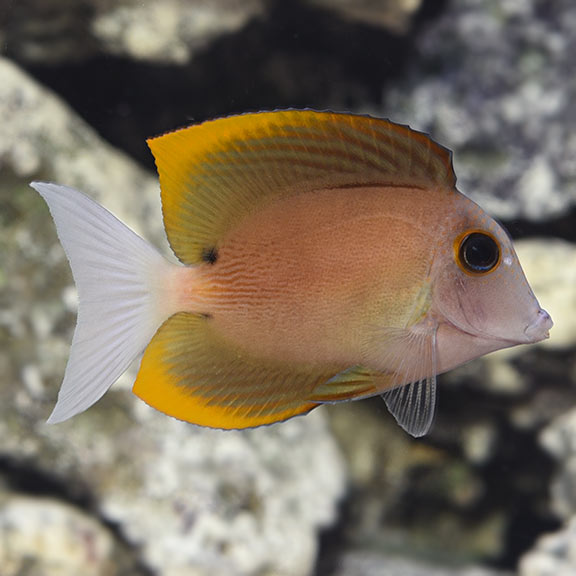 Tomini Bristletooth Tang