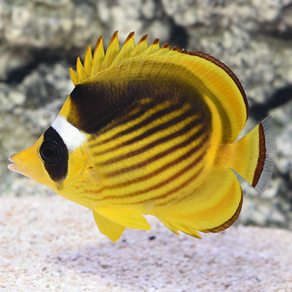 Racoon Butterflyfish – Wet Pets Aquatics
