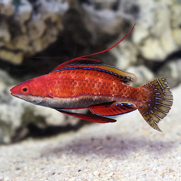 Social Fairy Wrasse - Sri Lanka